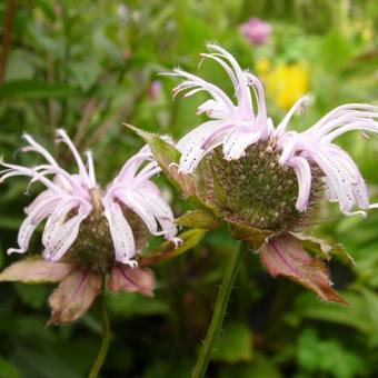 Monarda bradburiana