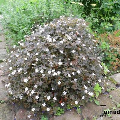 Geranium sessiliflorum 'Sanne' - Geranium sessiliflorum 'Sanne'