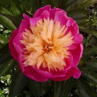 Paeonia lactiflora 'Bowl of Beauty'