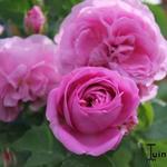 Rosa 'Louise Odier - 