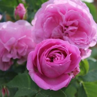 Rosa 'Louise Odier