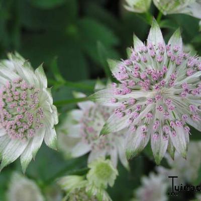 Astrantia major 'Canneman' - 