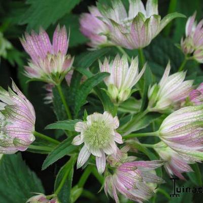 Astrantia major 'Rosea' - Astrantia major 'Rosea'