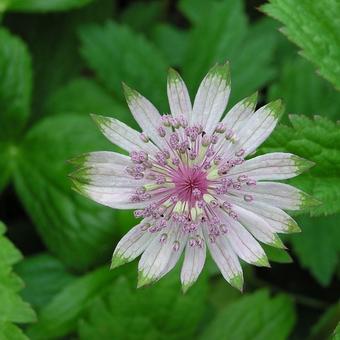 Astrantia major 'Shaggy'