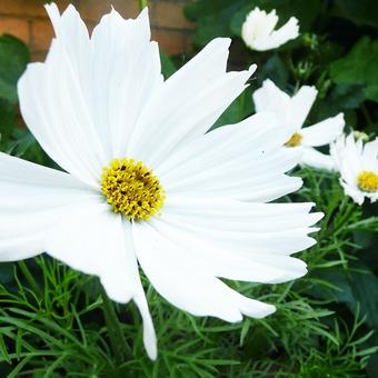 Cosmos bipinnatus