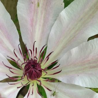 Clematis 'Nelly Moser'