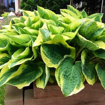 Hosta 'Wide Brim'