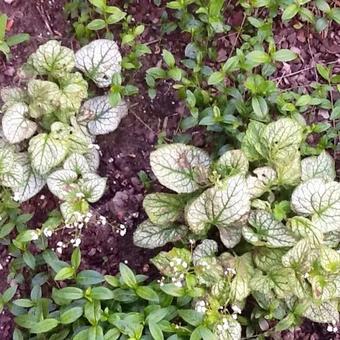 Brunnera macrophylla 'Mr. Morse'