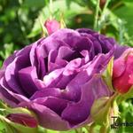 Rosa 'Minerva' - 