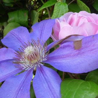 Clematis 'Lawsoniana'