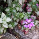 Lamium maculatum - Gefleckte Taubnessel - Lamium maculatum