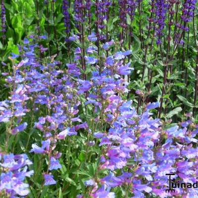 Penstemon heterophyllus 'Catherine de la Mare' - 