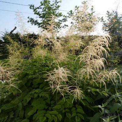 Aruncus dioicus - Wald-Geißbart - Aruncus dioicus