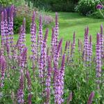 Salvia nemorosa 'Amethyst' - 