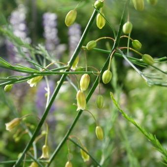 Asparagus officinalis