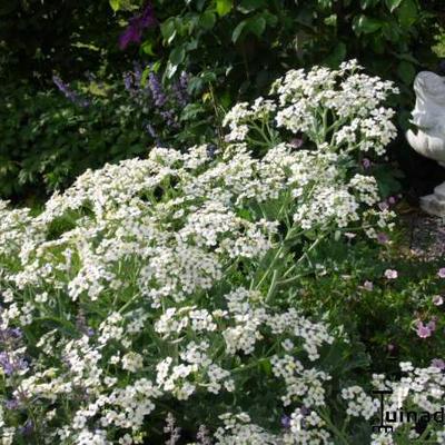 Echter Meerkohl - Crambe maritima