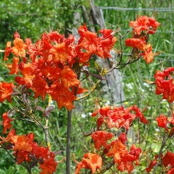 Rhododendron x kosteranum