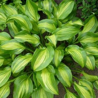 Hosta 'Geisha'