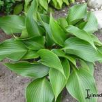 Hosta 'Grünspecht' - 