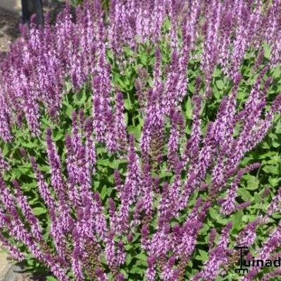 Salvia nemorosa 'Sensation Rose' - 