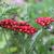 Achillea millefolium 'Pomegranate'