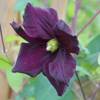 Clematis viticella 'Romantika'