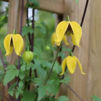 Clematis tangutica 'Bill MacKenzie'