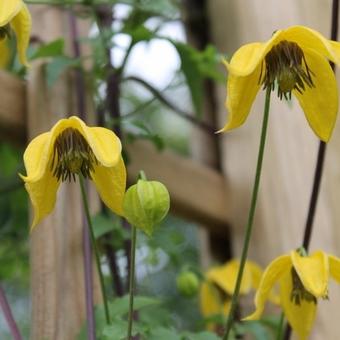 Clematis tangutica 'Bill MacKenzie'