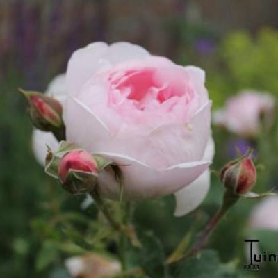 Rosa 'Scepter d'isle' - 