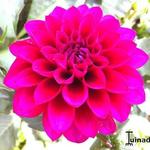 Dahlia 'Le Baron' - 