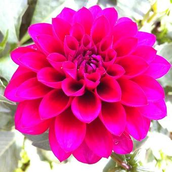 Dahlia 'Le Baron'