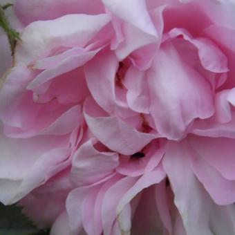 Rosa 'Great Maiden's Blush'