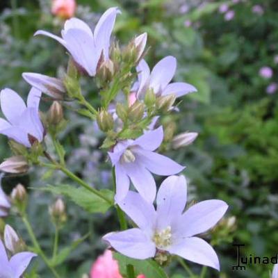 Campanula lactiflora 'Senior' - Campanula lactiflora 'Senior'