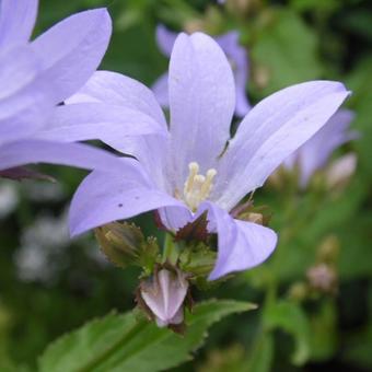 Campanula lactiflora 'Senior'