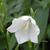 Campanula persicifolia 'Alba'