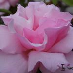 Rosa 'Kathleen Harrop' - 