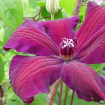 Clematis 'Westerplatte'