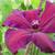 Clematis 'Westerplatte'