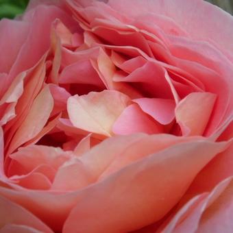 Rosa 'Abraham Darby'