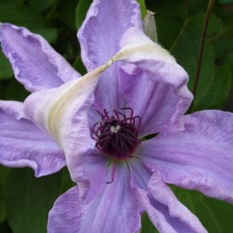 Clematis 'The First Lady'