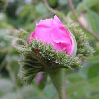 Rosa 'Cristata'