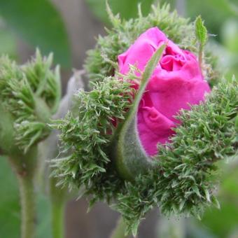 Rosa 'Cristata'