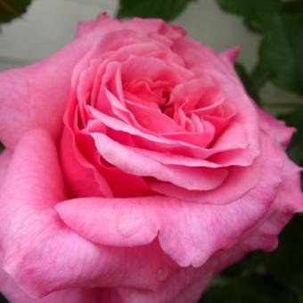 Rosa 'Aloha' Boerner