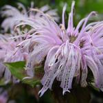 Monarda bradburiana - 