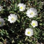 Delosperma 'Graaf Reinet' - 