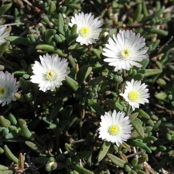 Delosperma 'Graaf Reinet'