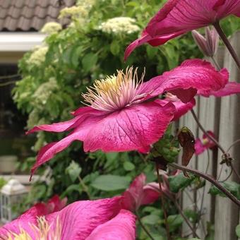 Clematis texensis ´Ville de Lyon´