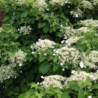 Hydrangea anomala subsp. petiolaris