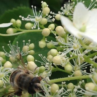 Hydrangea anomala subsp. petiolaris