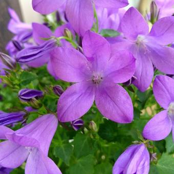 Campanula Addenda 'Blue Star'